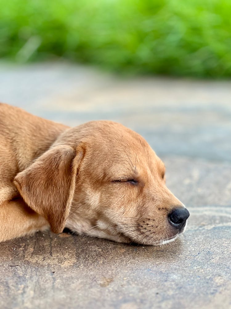 Sleeping Dog On Floor 