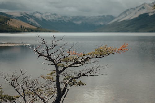 Foto stok gratis danau, gunung berselimut salju, hiburan