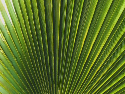 Бесплатное стоковое фото с веерная пальма, зеленый, крупный план
