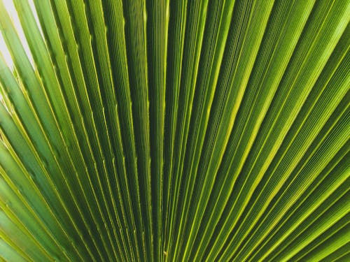 Palm Leaf in Close Up Photography