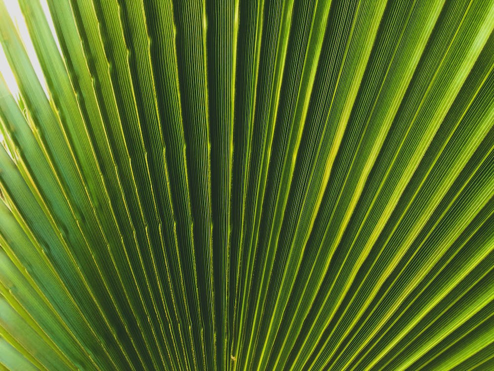 Darmowe zdjęcie z galerii z liść palmowy, palma, wzór