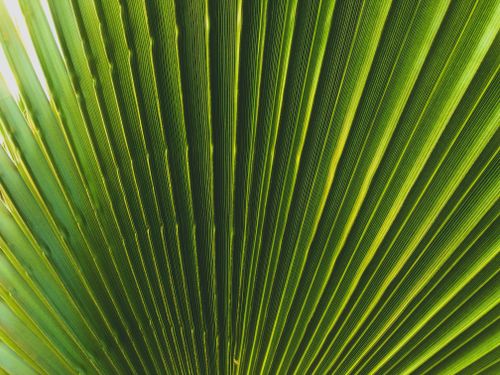Free Detailed close-up of a vibrant green fan palm leaf showcasing its intricate pattern. Stock Photo