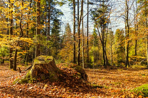 The Forest During Autumn 