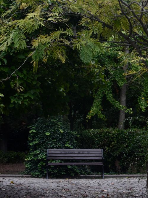 Free A tranquil park bench amidst vibrant green trees and foliage in a serene Istanbul park. Stock Photo