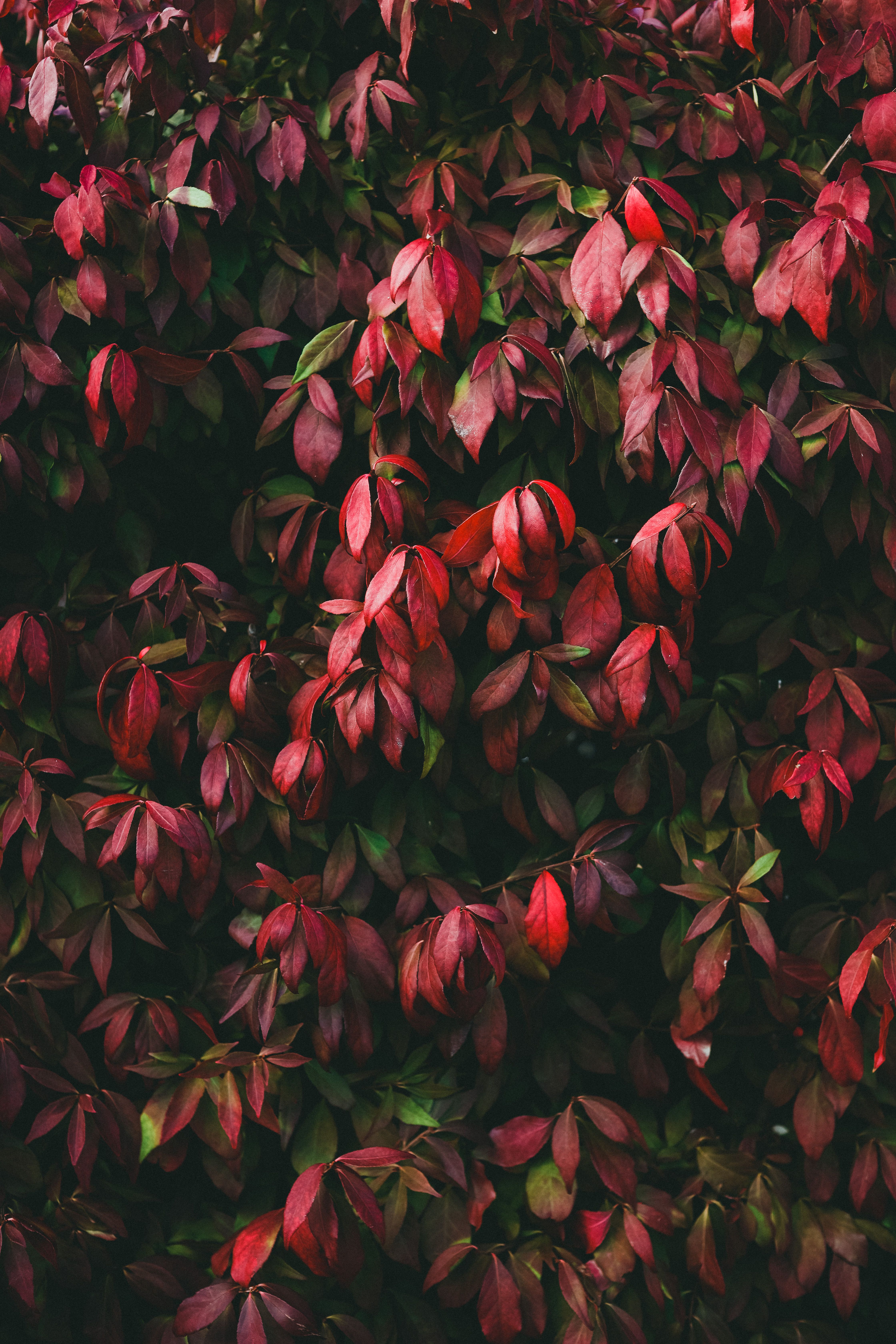 Vibrant red leaves in a lush garden setting, perfect for fall-themed photography.