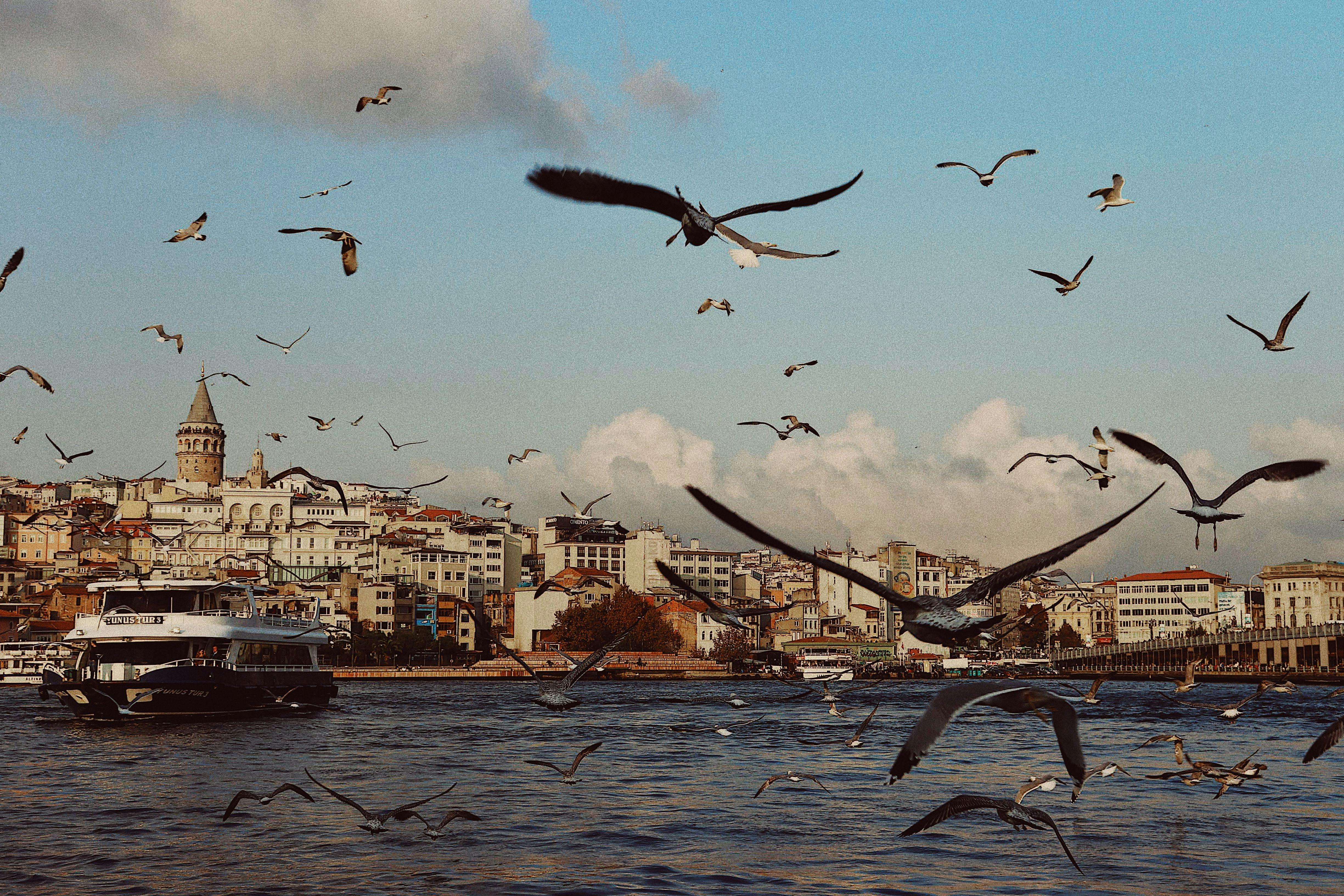 Seagulls flying over the Golden Horn with a view of the iconic Galata Tower in Istanbul, Turkey.