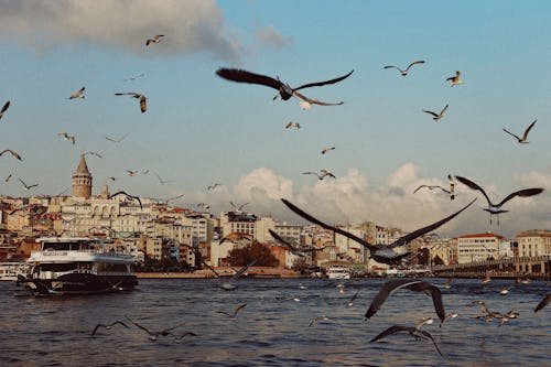 갈매기, 날으는, 도시의 무료 스톡 사진