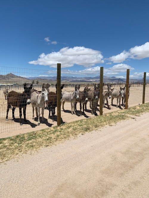 Donkeys Standing behind a Fence on a Pasture 