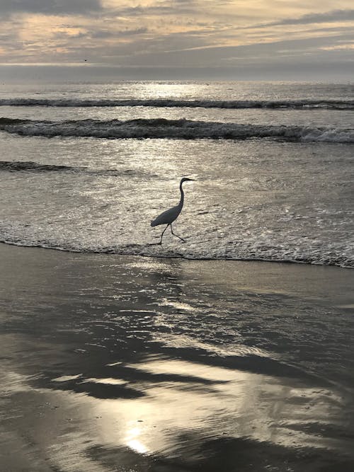 A Heron on the Shore 