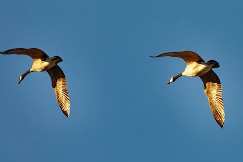 Gratis lagerfoto af birds_flying, blå himmel, dyr