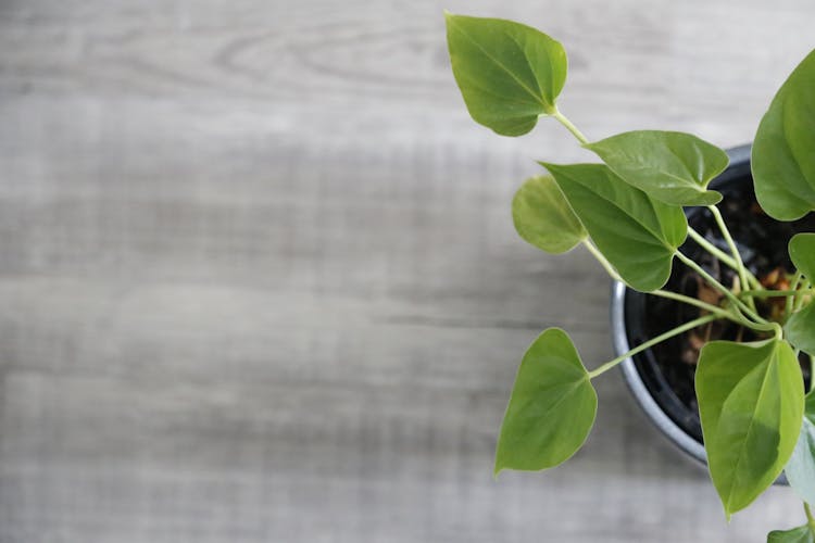 Green Leaves Of A Potted Plant