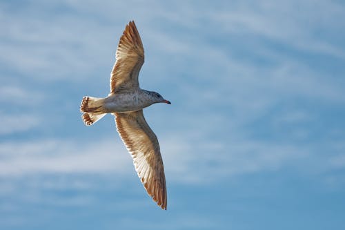 Photo of a Flying Bird 