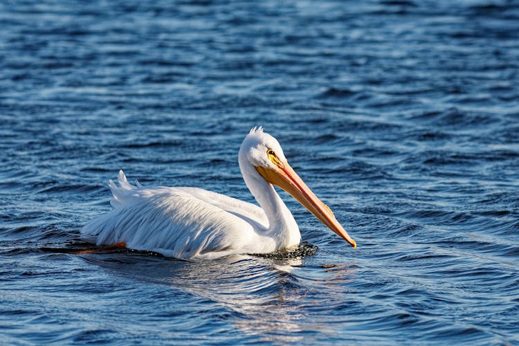 Photo Of A Pelican In Water 