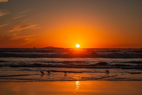 The Golden Hour at the Beach 