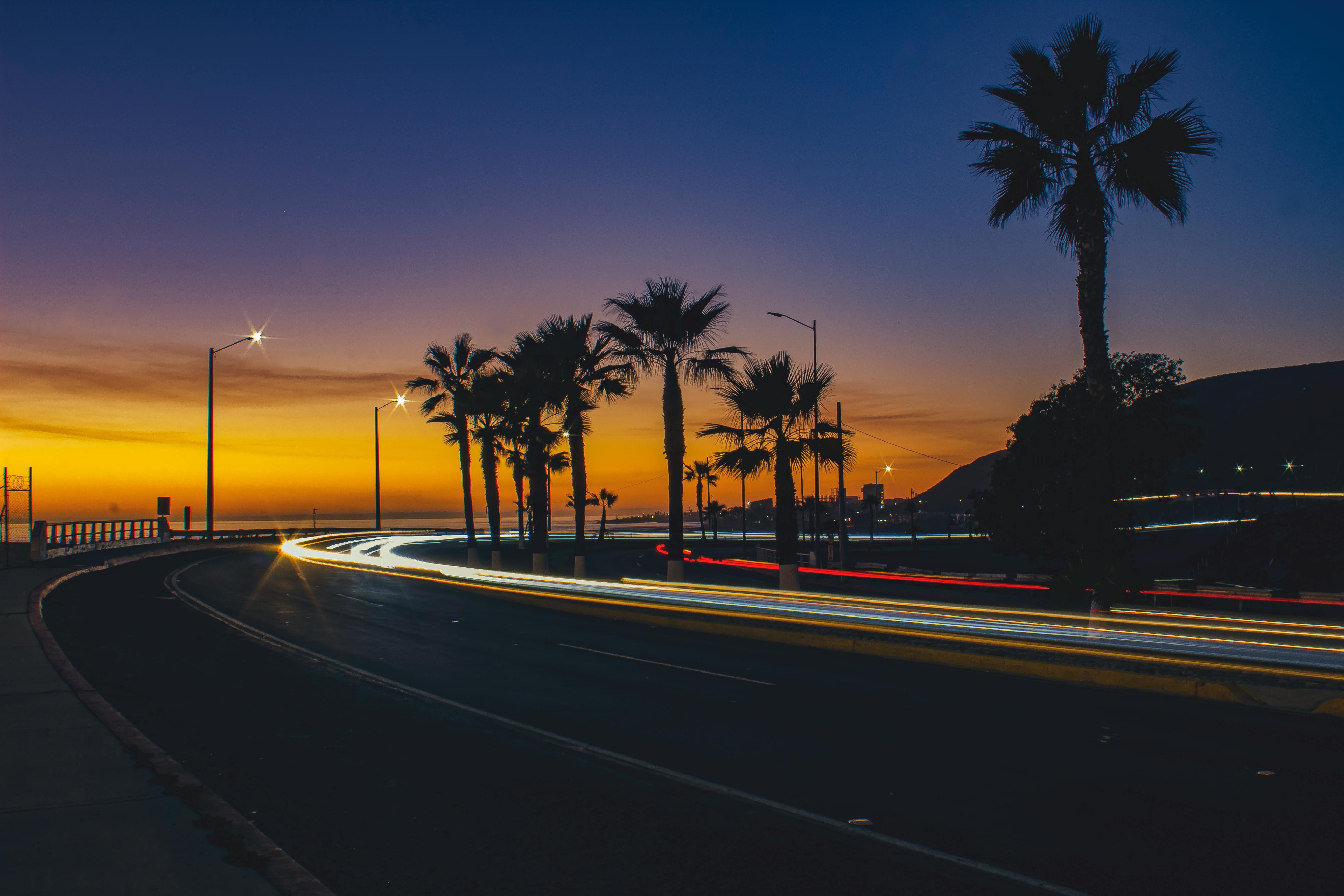 palm trees near road during sunset