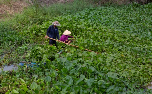 People Harvesting Water Hyacinth Plants