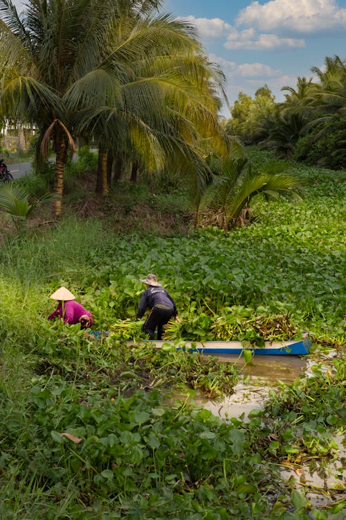 People Harvesting Water Hyacinth