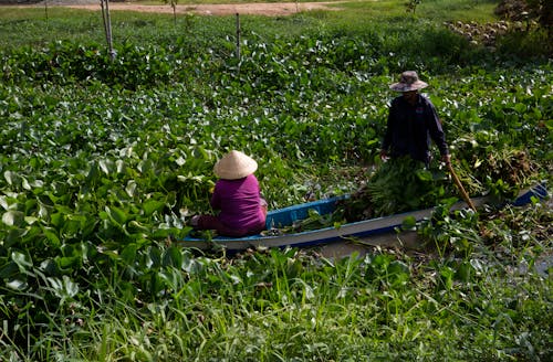 A Man and a Woman Harvesting Water Hyacinth Plants