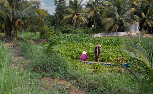 çiftçiler, hasat etmek, Hindistan cevizi ağaçları içeren Ücretsiz stok fotoğraf