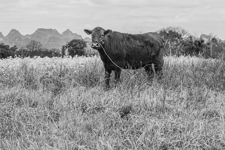 A Cow Standing On Grass