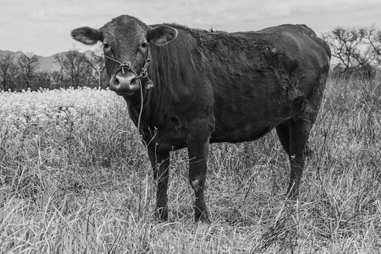 A Cow On Green Grass Field