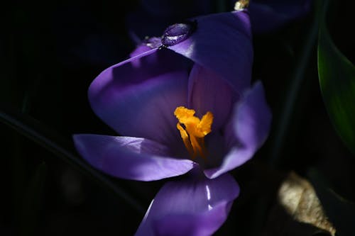 朝露, 美しい花の無料の写真素材