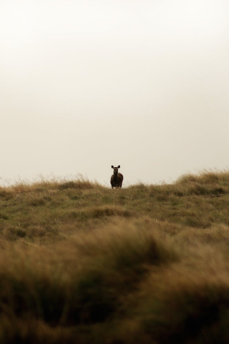 Sri Lankan Sambar Deer