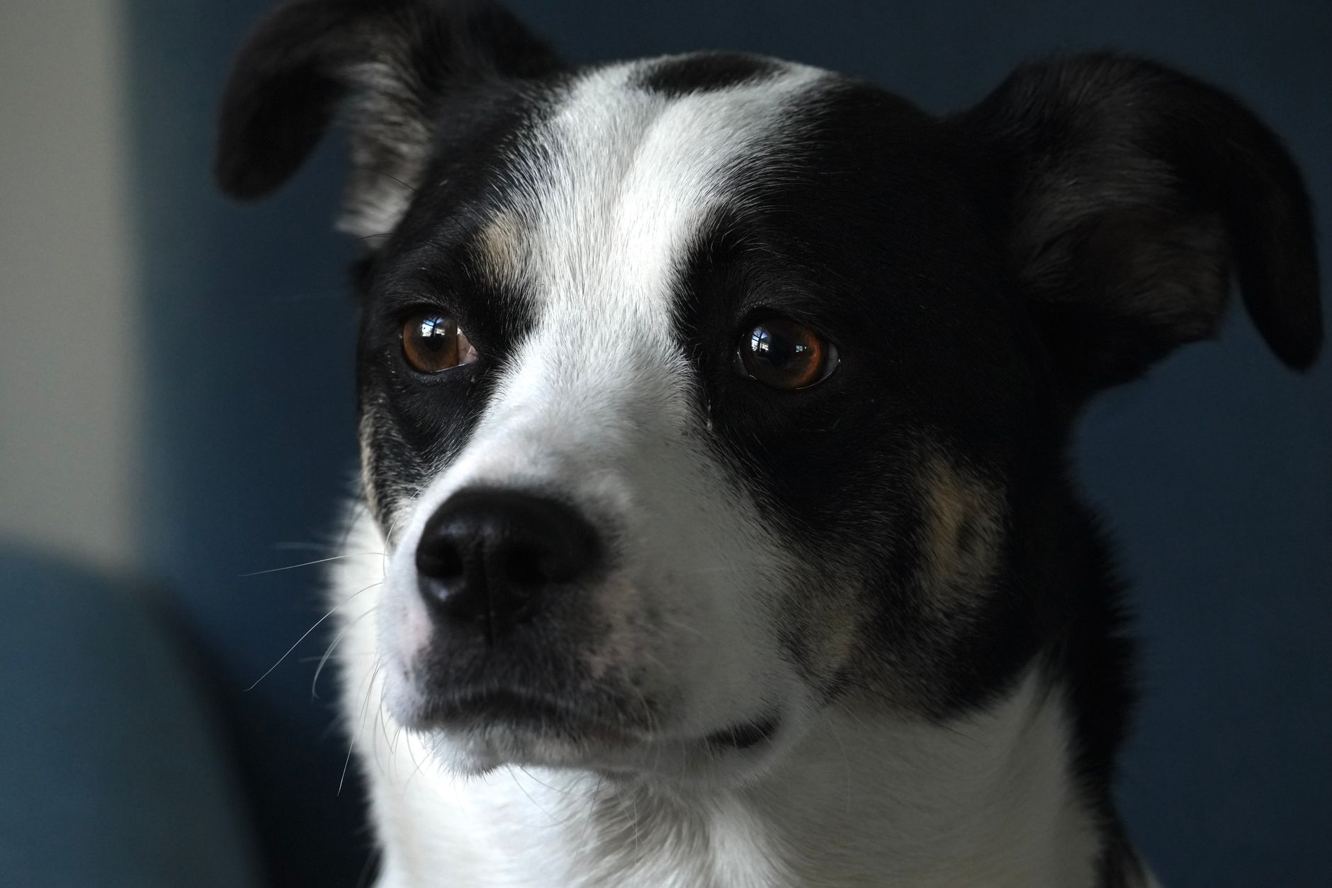 Veterinarian examining a dog during a checkup