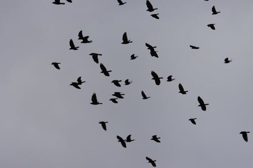 Fotobanka s bezplatnými fotkami na tému divočina, kŕdeľ, lietanie