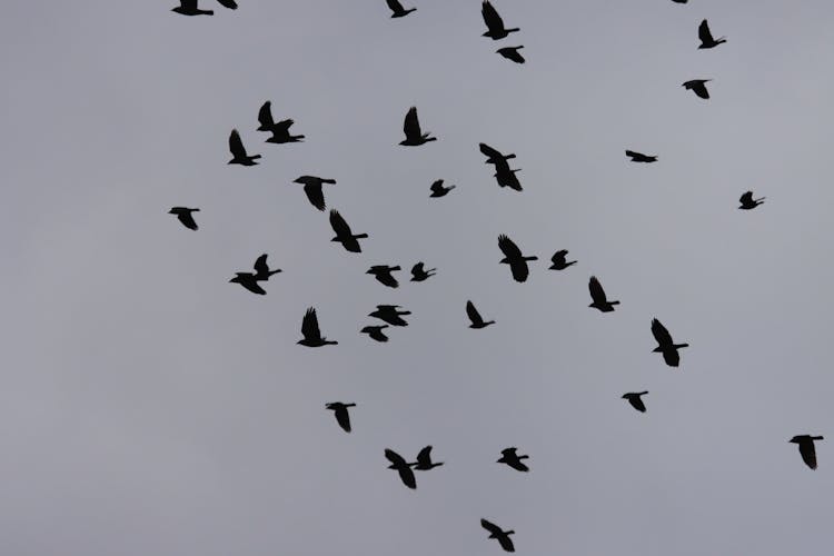 Silhouettes Of Birds Flying In The Sky