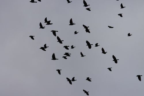 Free Silhouettes of birds flying in a flock against an overcast sky in Jönköping, Sweden. Stock Photo