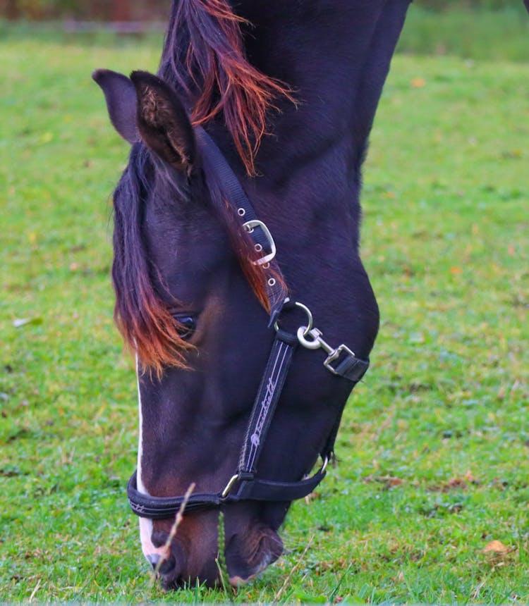 Black Horse Eating Green Grass 