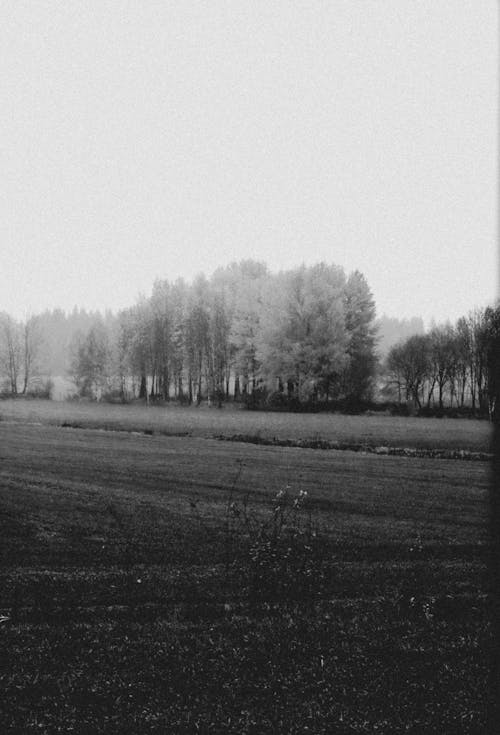 Grayscale Photo of Grassfield
