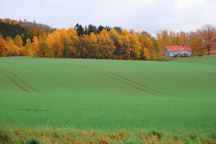 Green Grass Field Near A House