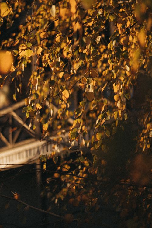 Free Golden autumn leaves create a scenic view in Novocherkassk, Russia during fall. Stock Photo
