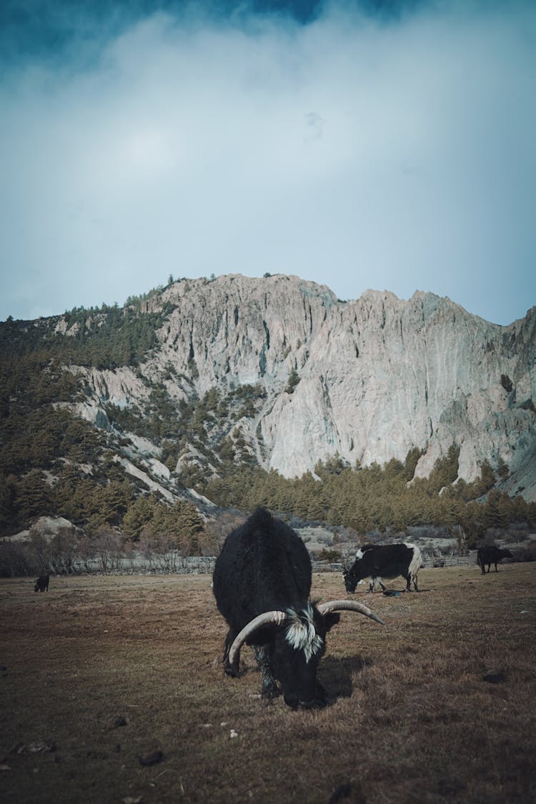 Domestic Yak On Grassland Near A Rocky Mountain