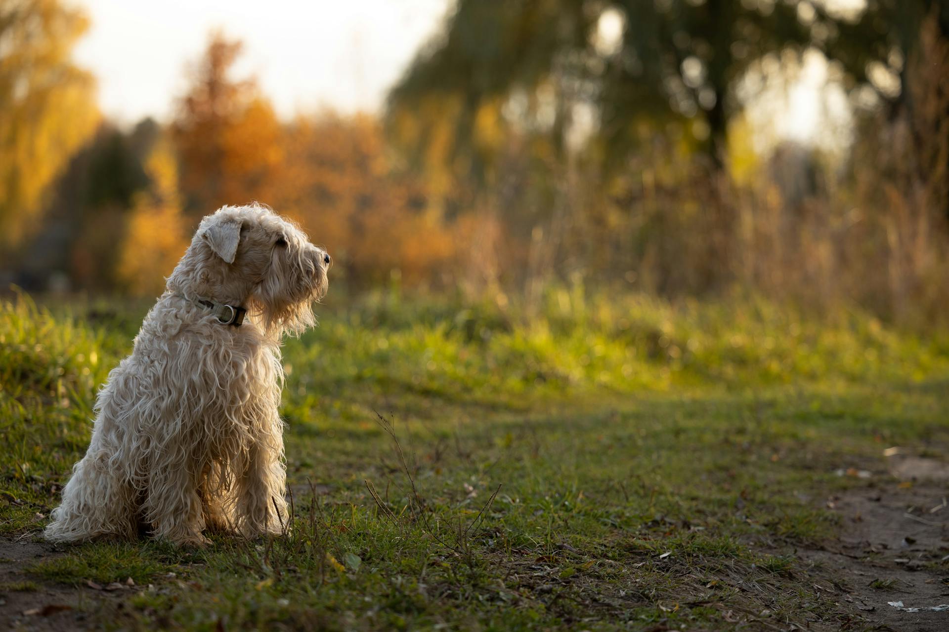 Söt terrierhund utomhus