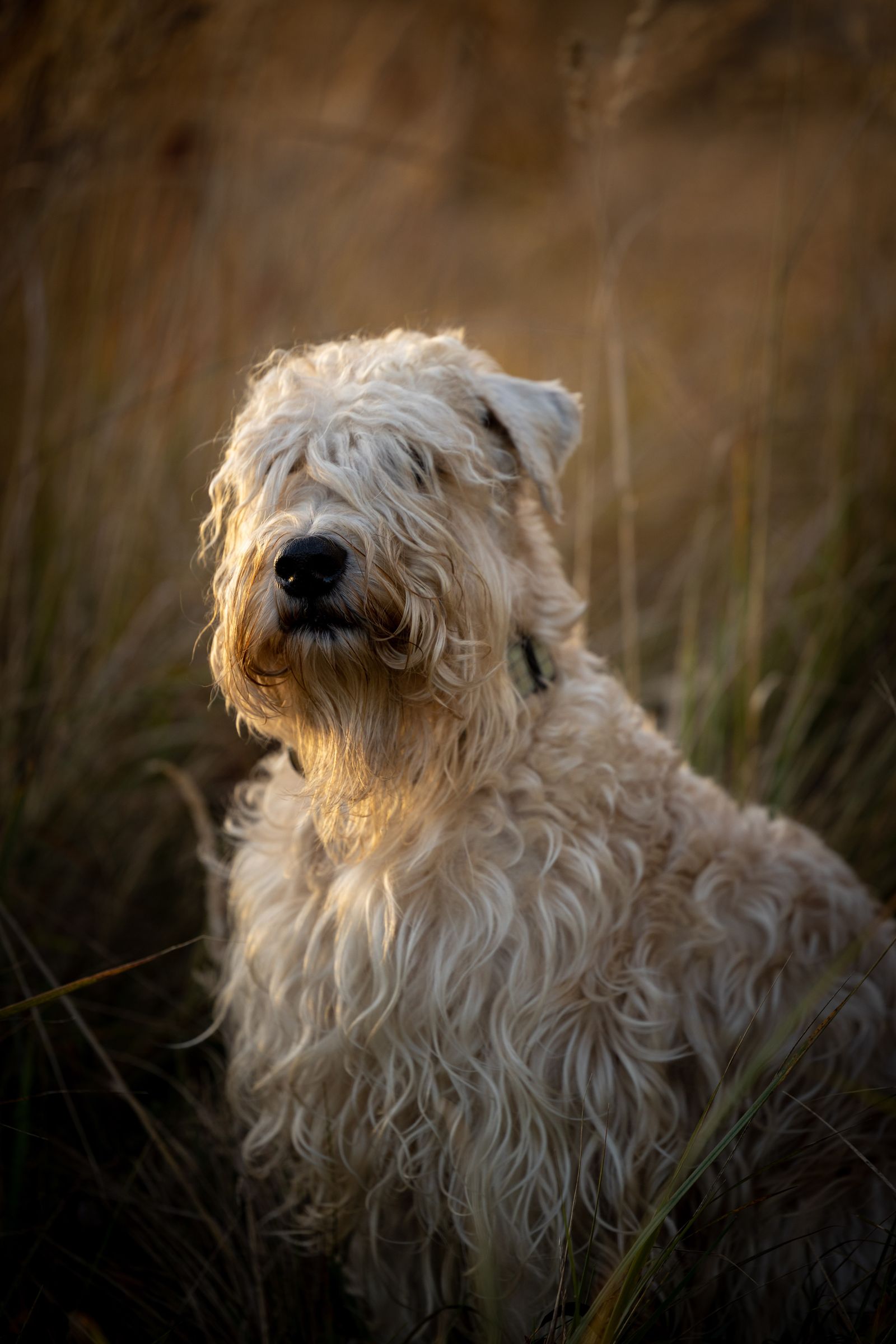 Adult Soft Coated Wheaten Terrier in a grass field, photo by Audrius Vizbaras on Pexels