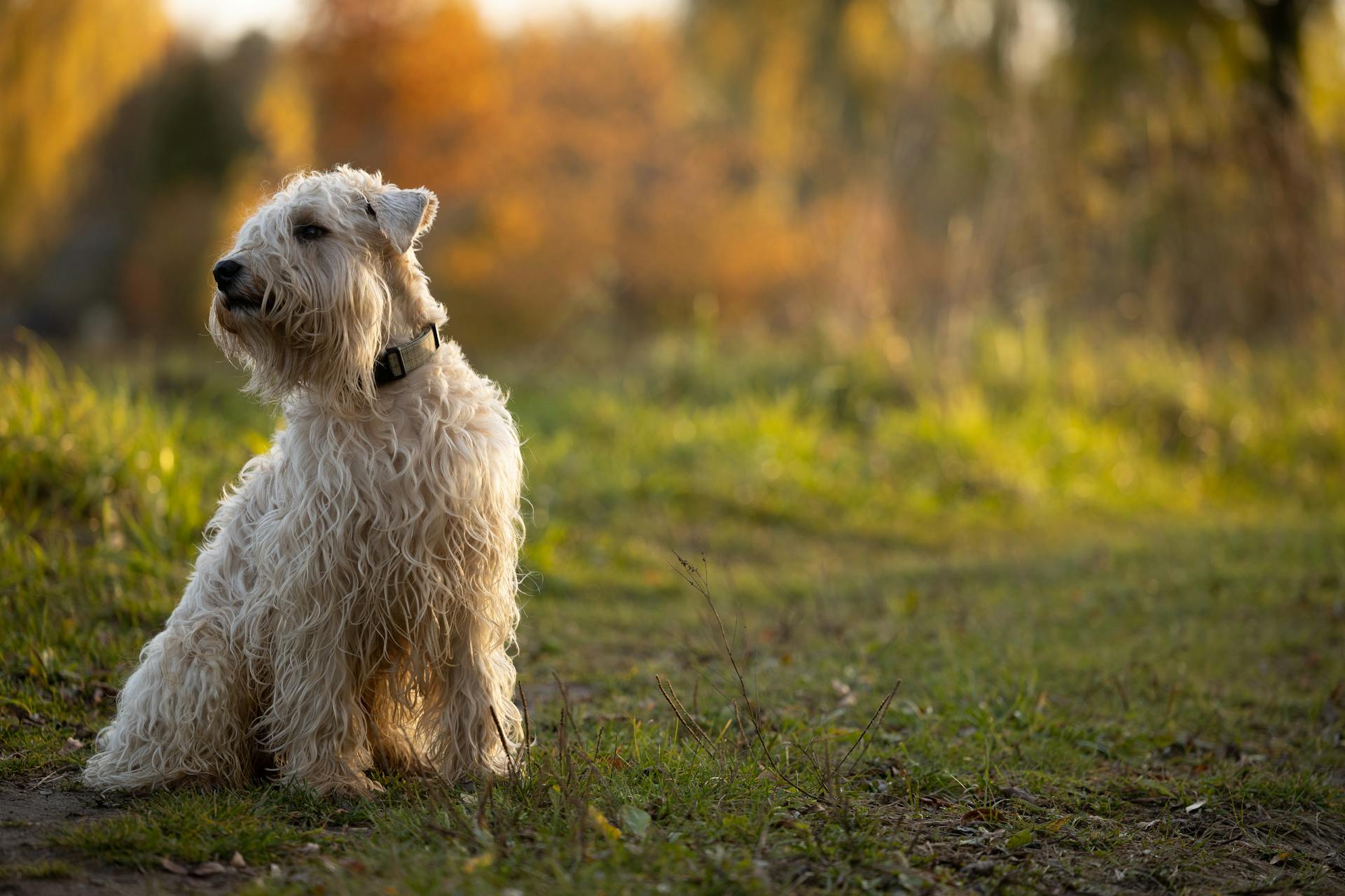 Söt terrierhund utomhus