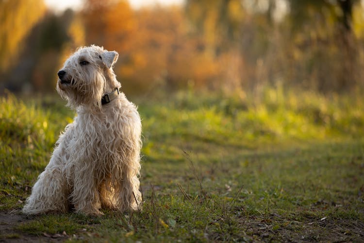 Cute Terrier Dog Outdoors 