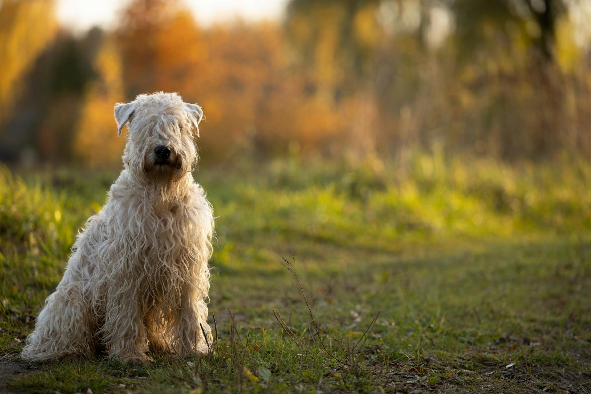 Söt terrierhund utomhus