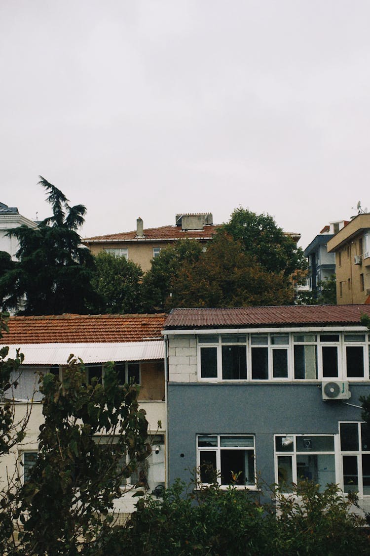 Trees Growing Near Apartment Houses 