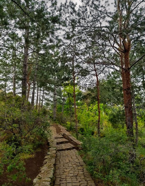 Foto profissional grátis de arbustos, caminho, conífera