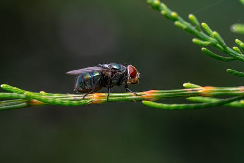 Gratis arkivbilde med flue, insekt, insektfotografering