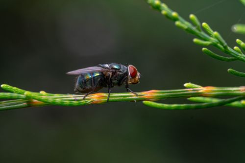 Free Macro shot of a fly perched on a vibrant green branch, showcasing intricate details. Stock Photo