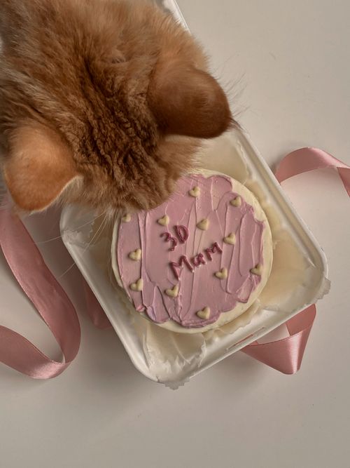Free A curious cat inspects a cake with pink frosting inside a plastic container, surrounded by a ribbon. Stock Photo