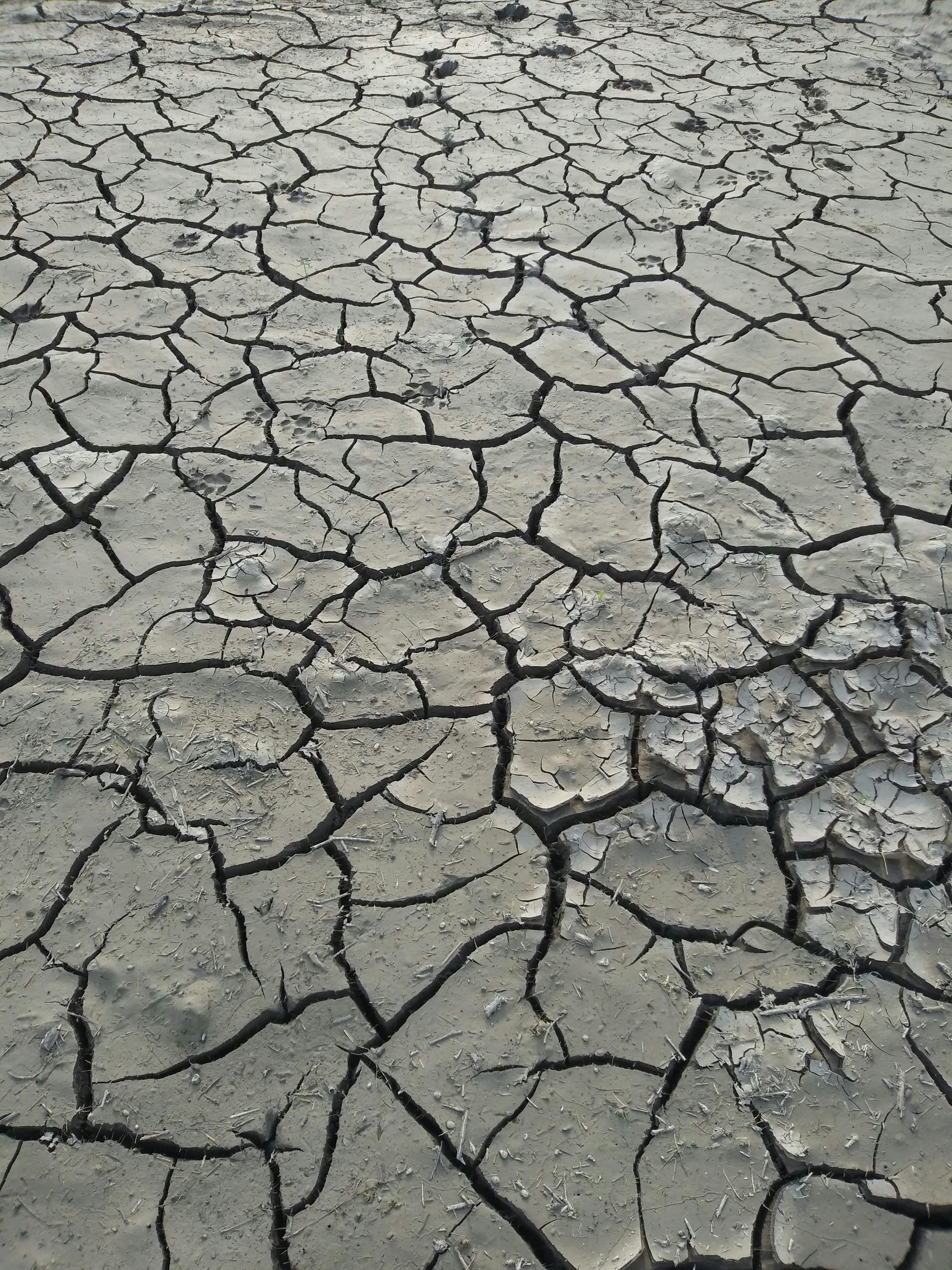 Free stock photo of Black soil