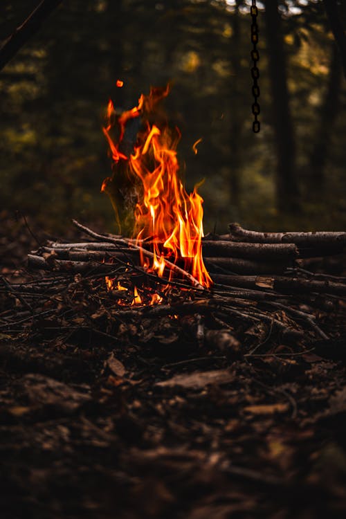 Free Burning Woods in the Forest Stock Photo