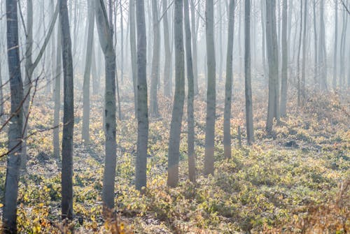 Bare Trees in the Forest