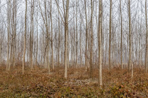 Bare Trees in the Forest